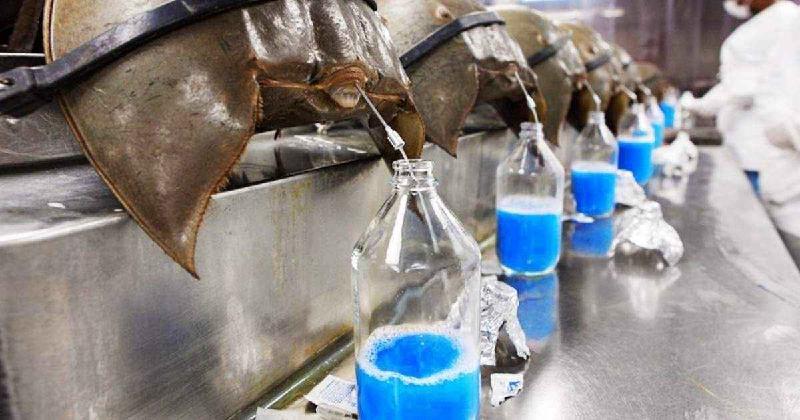 Horseshoe crab have blue blood due to the high levels of hemocyanin (copper protein) in the blood