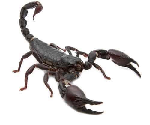 Some scorpions have light blue blood colour due to the high levels of copper protein in the blood