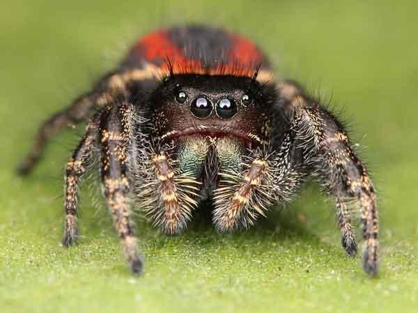 Spiders have light blue blood colour due to the high levels of copper protein in the blood