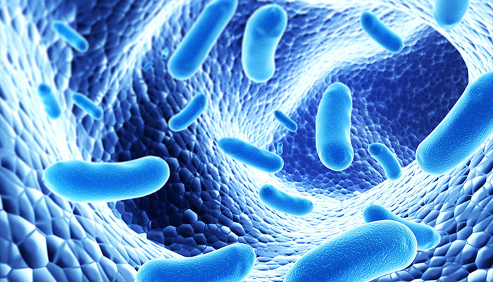 Bakteret jan zakonisht nj mikrometra pak n gjatsi, bakteret kan nj gam t gjer t formave, t cilat jan: koke, cilindrike, spirale.