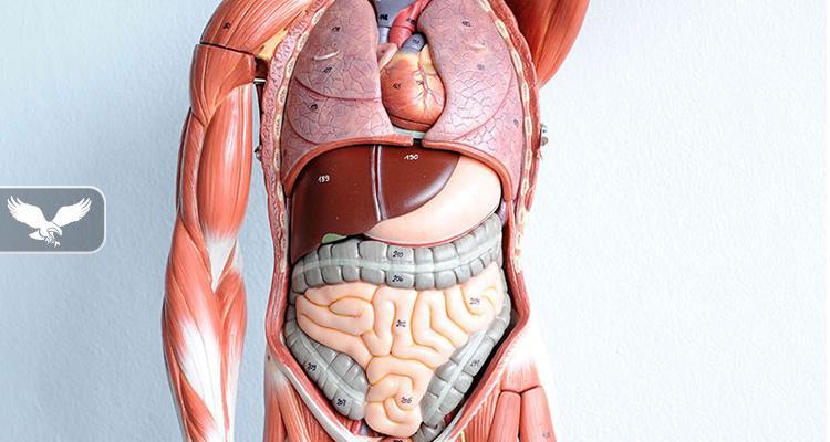 Anatomia e njeriut