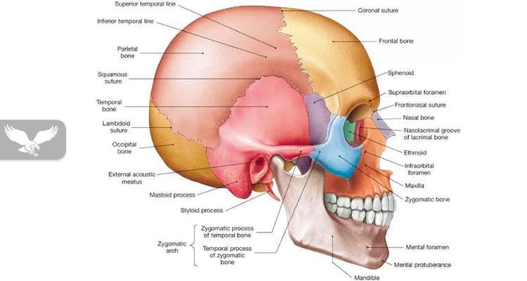 Anatomia e koks