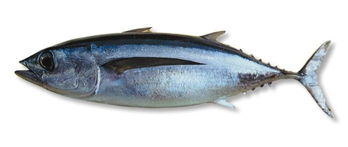 Prfitimet e konsumimit t peshkut Tuna
